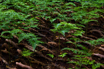 fern