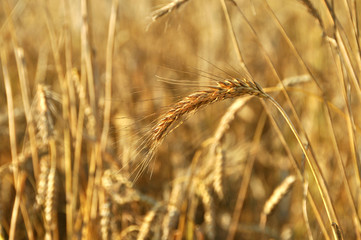 Field of wheat