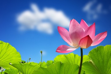 Lotus