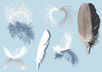 feathers and shadows isolated on blue