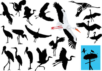stork collection on white