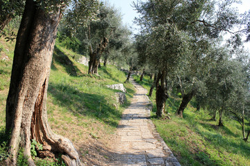 way through an olive grove