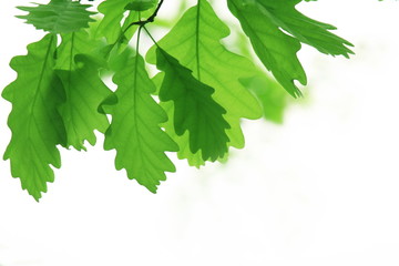 Green leaves - 24459327