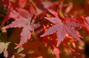 Red Maple