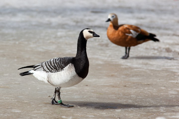 Barnacle Goose, Branta leucopsis