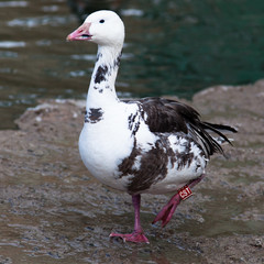 Snow, or Blue Goose, Chen hyperboreus, Anser caerulescens