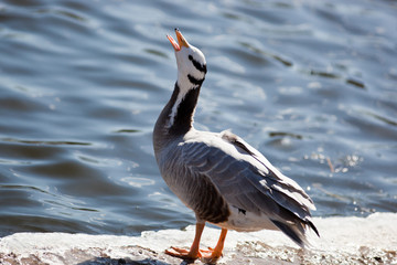 Bar-headed Goose, Eulabeia indica, Anser indicus