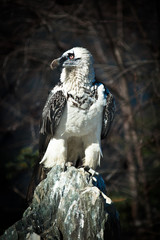 Lammergeier, Bearded Vulture, Gypaetus barbatus