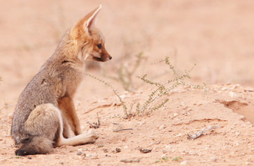 Alert Black-backed Jackal (Canis mesomelas)