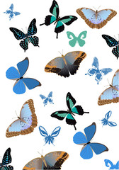 blue butterfly background