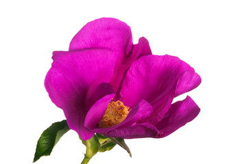 Naklejka premium isolated on white pink brier flower