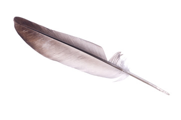 isolated light brown feather