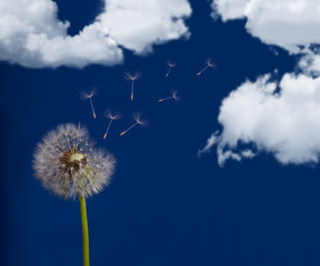 dandelion and sky with clouds