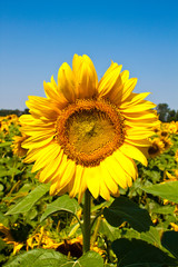 Fototapeta premium sunflower field over cloudy blue sky
