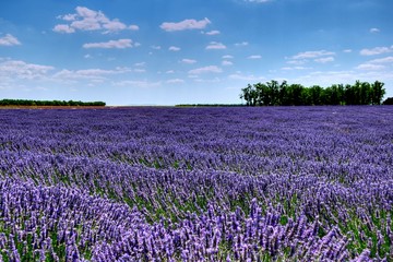 Fototapeta premium lavande en provence