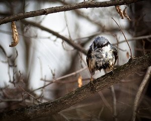Nuthatch, Sitta europaea