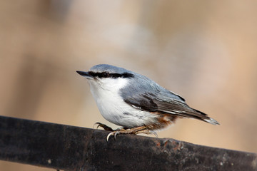 Nuthatch, Sitta europaea