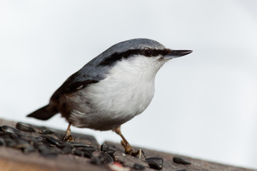 Nuthatch, Sitta europaea