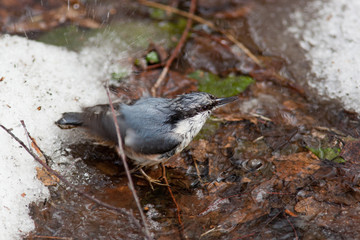 Nuthatch, Sitta europaea