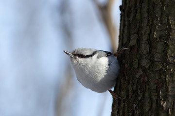 Nuthatch, Sitta europaea