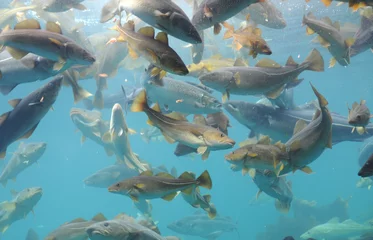 Foto op Canvas Fish circling, Atlantic Sea Park, Norway © davidyoung11111