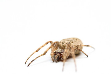 Obraz premium araignée