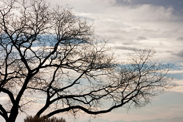 Obraz premium Baum im Winter, tree in winter