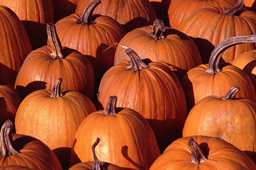 Kürbis, Massachusetts