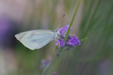 モンシロチョウ