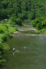 小国川の鮎釣り