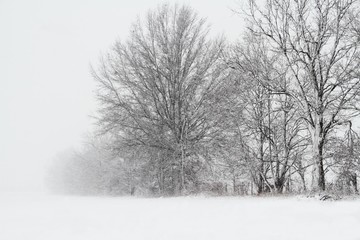 Trees in a snow storm
