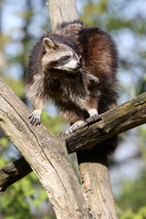Waschbär