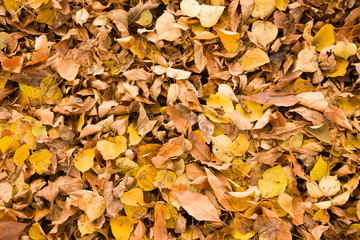 Dry leaves background