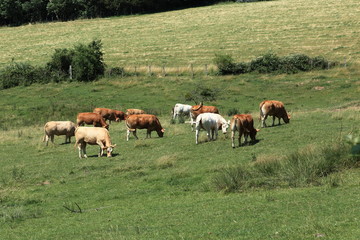 vaches dnas le pré