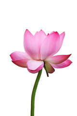 isolated lotus flower