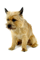 Dog sitting on white