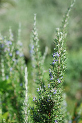 A rosemary bush with many flowers