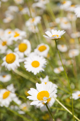 Fototapeta premium Fiori