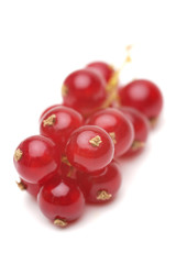 Red currant