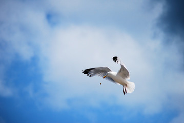 mouette en vol