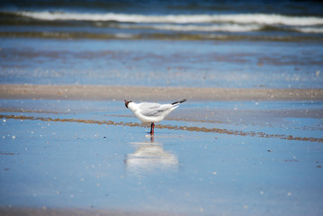 mouette a deauville