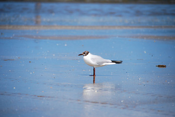 mouette deauville
