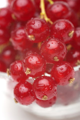 Red currant