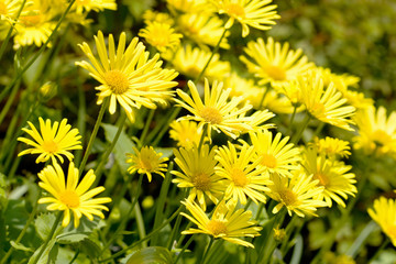 yellow chamomiles in the field