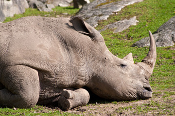Obraz premium rhinoceros