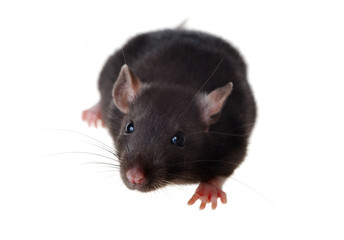 Portrait of a small rat