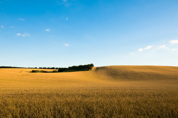 H&uuml;gelige Getreidefelder