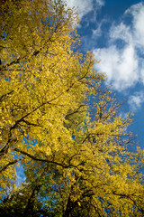 Obraz premium beautiful autumn tree against blue sky