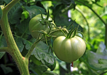 green tomato on branch