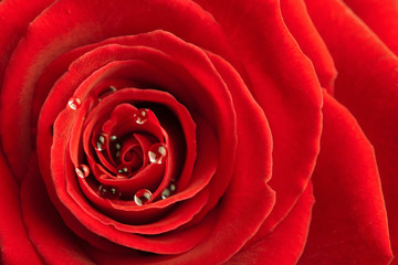 red rose with water drops